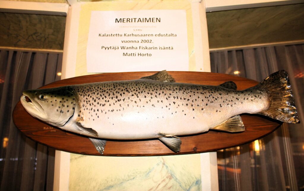 Matti Horton vuonna 2002 pyytämä taimen on löytänyt paikkansa ravintola Wanhan Fiskarin seinältä